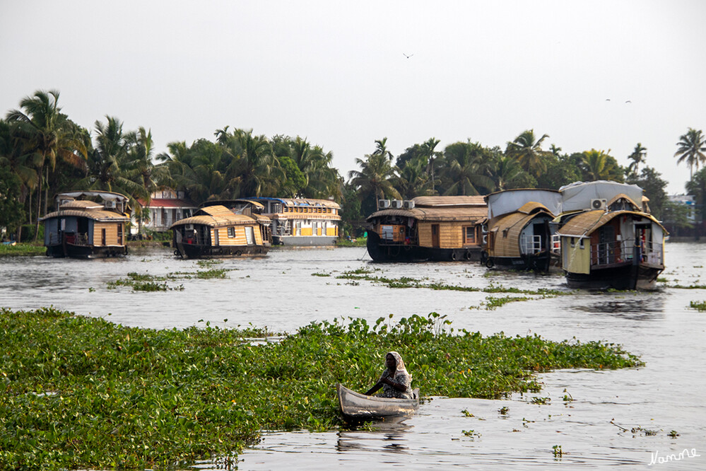 Auf den Backwaters
Ein Kettuvallam ist typischerweise rund 30 Meter lang und in der Mitte etwa 4 Meter breit. Es ist hauptsächlich aus dem Holz des Aanjilis (Artocarpus hirsutus) gefertigt, einem Baum aus der Familie der Jackfrucht-Gewächse. Daneben findet auch Bambus Verwendung. Die Spanten und Planken sind mittels Kokos- oder sonstigen Palmfaserstricken verbunden. Charakteristisch für ein Kettuvallam ist der Umstand, dass für den gesamten Bootsbau kein einziger Nagel verwendet wird. laut Wikipedia
Schlüsselwörter: 2024