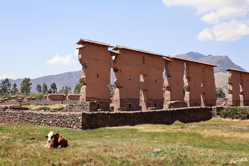 1 Peru Ruinen von Raqchi
Sofort fallen die schlanken, dabei aber sehr ungenau gearbeiteten Säulen von Raqchi auf, die teilweise bis in eine Höhe von 12 Metern in den Himmel ragen. Unbestritten das Herz der einst rechtwinklig angelegten Siedlung hoch über dem Meeresspiegel. Aus Vulkangestein und Lehm bestehend ist der Tempel zu Ehren des Inkagottes Viracocha einzigartig in Lateinamerika und stellt ein Highlight von Raqchi dar. laut skr
Schlüsselwörter: Peru