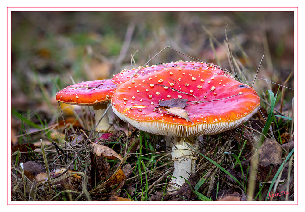 Fliegenpilze
Der Fliegenpilz, auch Roter Fliegenpilz genannt, ist eine giftige Pilzart aus der Familie der Wulstlingsverwandten. Die Fruchtkörper erscheinen in Mitteleuropa von Juni bis zum Beginn des Winters, hauptsächlich von Juli bis Oktober. lt. Wikipedia
Schlüsselwörter: 2024