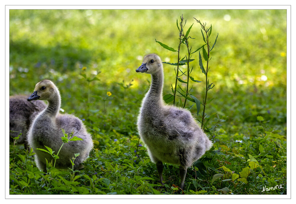 Gänsegössel
Gössel bezeichnet: Gänseküken
Gänse sind lebenslang monogam. Bei Schwänen und der Hühnergans ist auch das Männchen für den Nestbau zuständig, bei den Echten Gänsen übernimmt diese Aufgabe ebenso wie das Brüten allein das Weibchen. laut Wikipedia
Schlüsselwörter: 2024