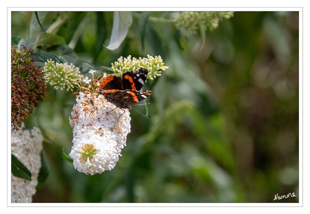 Admiral
(Vanessa atalanta) Der Admiral ist ein weit verbreiteter Schmetterling der nördlichen Hemisphäre aus der Familie der Edelfalter. Das Artepitheton atalanta leitet sich von Atalanta, einer Jägerin aus der griechischen Mythologie, ab. lt.Wikipedia
Schlüsselwörter: 2024