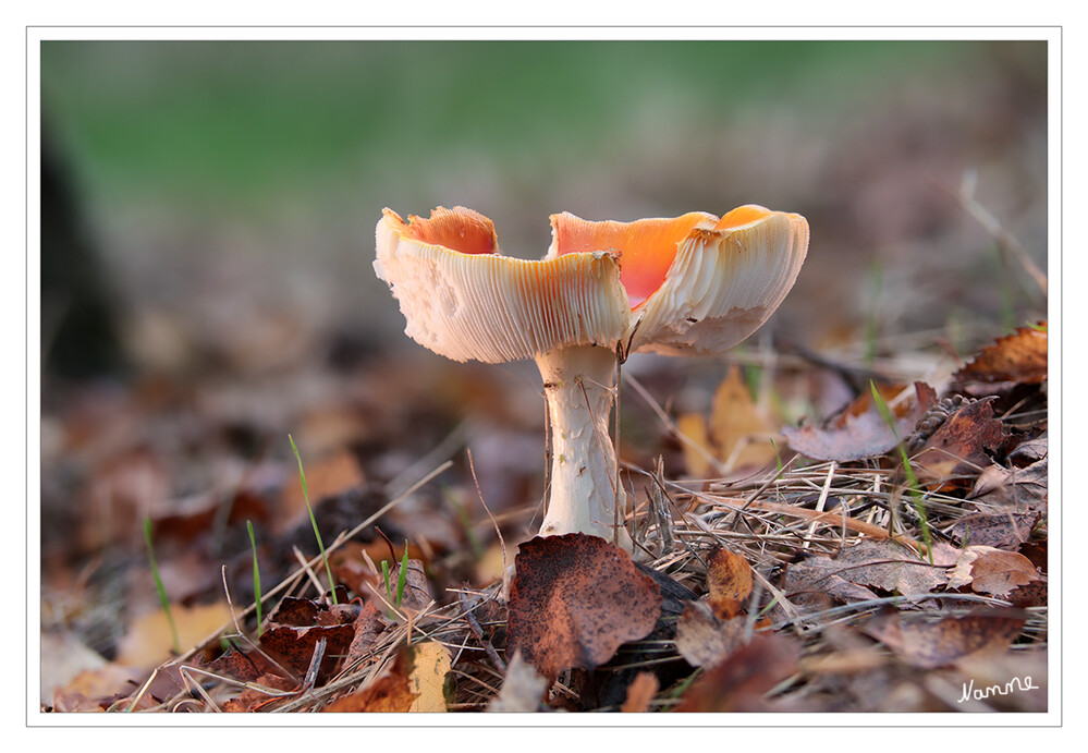 Fliegenpilz
Der nahezu weltweit verbreite Fliegenpilz (Amanita muscaria) zählt zu den häufigsten Pilzarten Deutschlands. Er gilt als Glückssymbol, ist Gegenstand zahlreicher Mythen und kultiger Handlungen und der bekannteste Giftpilz schlechthin, den selbst kleine Kinder erkennen. Durch seine auffällige Gestalt, Größe und Farbe ist ihm ein Platz unter den schönsten Pilzen unseres Planeten sicher.

Als wichtiger Symbiosepartner vieler Laub- und Nadelbäume liefert der Fliegenpilz über die Baumwurzeln Wasser und Nährstoffe. Im Gegenzug erhält der Pilz Zuckerverbindungen, die er selbst nicht herstellen kann. lt. dgfm
Schlüsselwörter: 2024