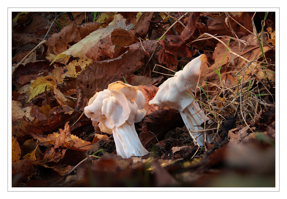 Herbstlorchel
ist in unseren Wäldern ein typischer Wegrandpilz, weit verbreitet und wohl nirgendwo selten. Man findet sie ab Spätsommer bis zu den ersten Frösten. 
Die Frage nach der Essbarkeit wird unterschiedlich bewertet. Die meisten Pilzbuchautoren bezeichnen die Herbstlorchel als essbar - unter der Voraussetzung, dass man sie ausreichend erhitzt. Aber das gilt für fast alle Speisepilze. lt.fundkorb
Schlüsselwörter: 2024