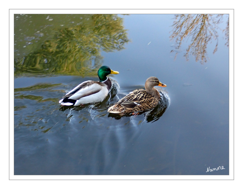 Entenpaar
Die Stockente ist eine Vogelart aus der Familie der Entenvögel. Die Stockente ist die größte und am häufigsten vorkommende Schwimmente Europas und die Stammform der Hausente. lt.Wikipedia
Schlüsselwörter: 2025