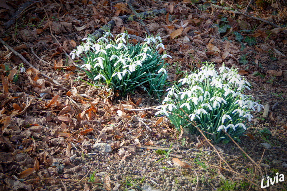 Schneeglöckchen
