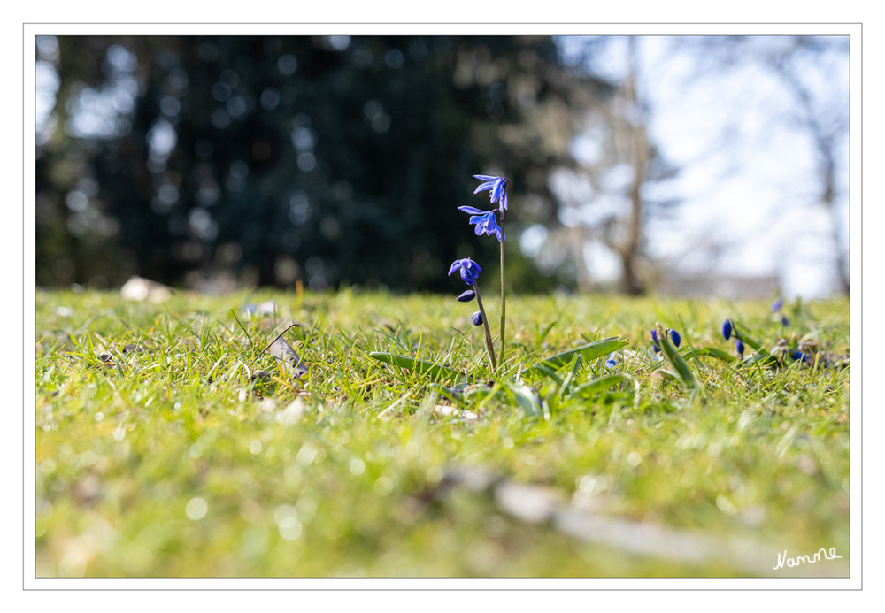 Blausterne
(Scilla), als Trivialname auch „Szilla“ geschrieben, sind eine Pflanzengattung in der Unterfamilie Scilloideae innerhalb der Familie der Spargelgewächse (Asparagaceae). Die etwa 91 Arten kommen in ganz Europa, Teilen Asiens und an wenigen Stellen in Afrika vor. lt. Wikipedia
Schlüsselwörter: 2025