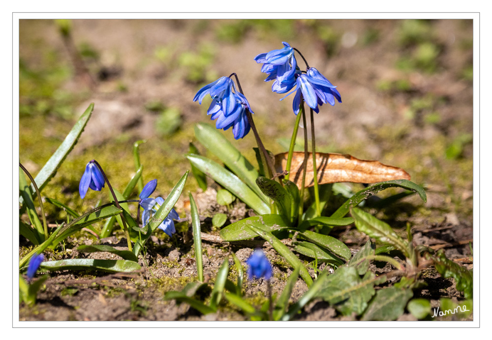 Blausterne
Unter den Vertretern finden sich auch einige Zierpflanzen. In Deutschland am bekanntesten dürfte der einheimische Zweiblättrige Blaustern sein, der auch in vielen Parks und Gärten angepflanzt wird. lt. Wikipedia

Schlüsselwörter: 2025