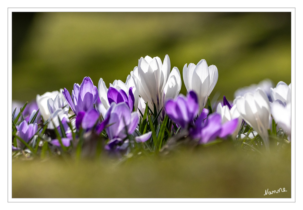 Krokusse im Gegenlicht
Die Blüten stehen einzeln oder zu vielen in einem stängellosen Blütenstand mit Hochblättern. Die im Frühjahr oder im Herbst erscheinenden Blüten variieren stark in der Farbe, aber Lila, Hellviolett, Gelb und Weiß sind vorherrschend. Die etwa 235 Krokusarten sind vor allem im Orient, aber auch in Europa, Nordafrika und bis nach Westchina verbreitet. Sie sind seit Jahrhunderten beliebte Zierpflanzen. lt.Wikipedia
Schlüsselwörter: 2025