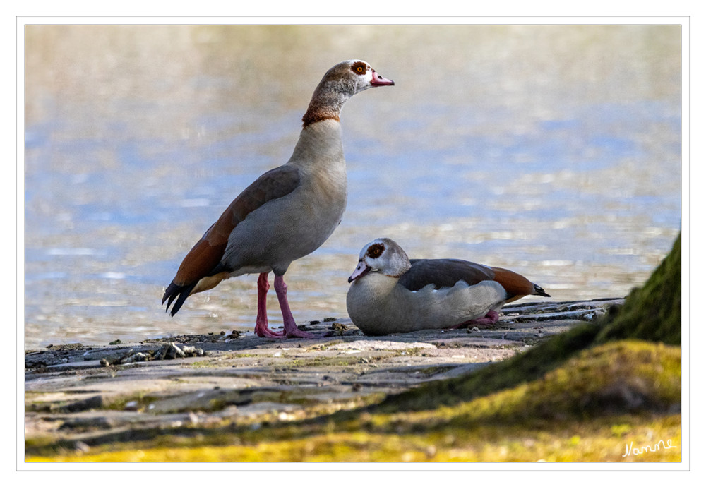 Nilganspaar
Die ägyptische Nilgans ist mittlerweile auch bei uns ein häufig gesehener Wasservogel. Ob auf Wiesen, in Parks oder auf Seen, zwischen den allseits bekannten Graugänsen entdeckt man die Halbgans immer häufiger. Mit ihrem exotischen Aussehen ist sie ein Hingucker in jedem Stadtpark. lt. nabu
Schlüsselwörter: 2025