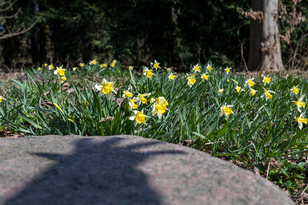 Fotowalk Düsseldorf Südpark "Osterglocken und Hand"
Marianne
Schlüsselwörter: 2025