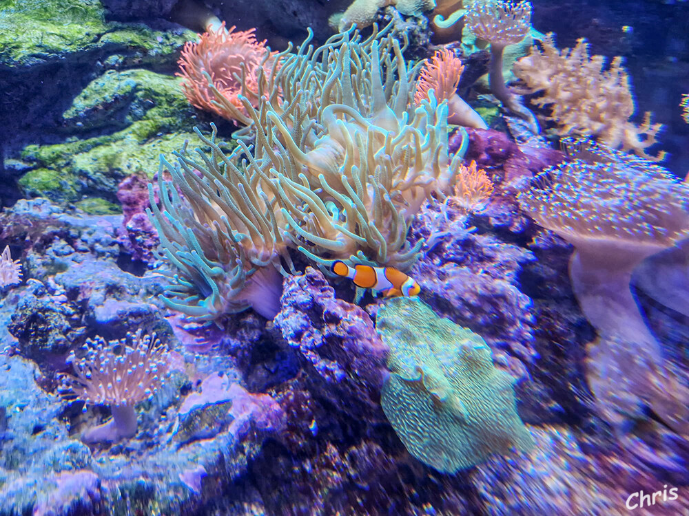 Berliner Impressionen
Hinter den großen Scheiben des Sea Life in Berlin tummeln sich Seepferdchen, Quallen, Clownfische und viele andere Meeresbewohner. In zahlreichen thematischen Aquarien können Besucher den schwimmenden und schwebenden Tieren ganz nah kommen. laut berlin
