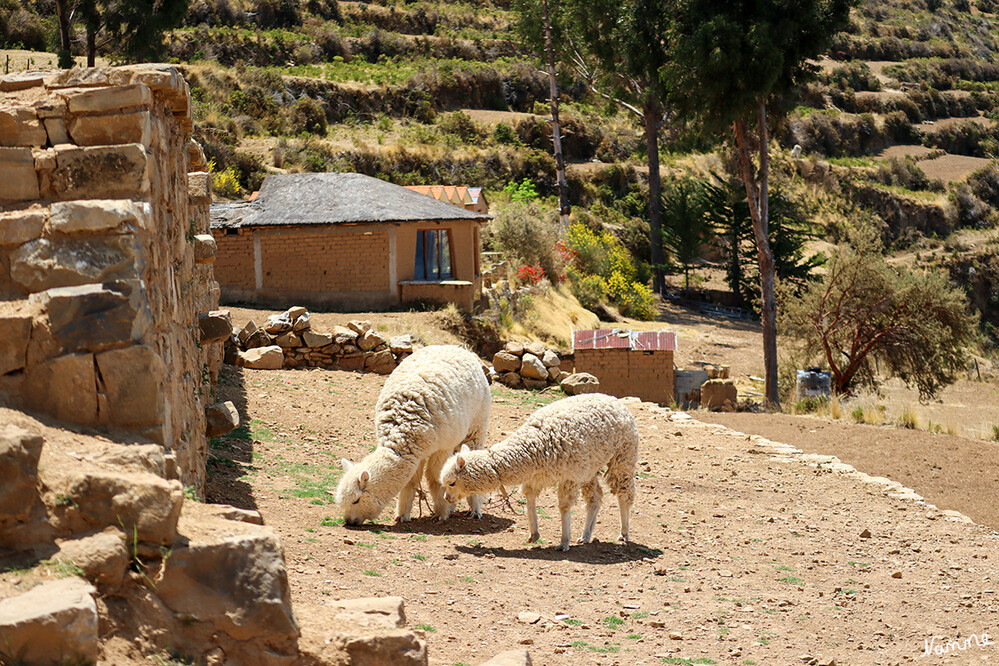 2 Bolivien Titicacasee Sonneninsel
Alpakas sind wie alle Kamele soziale Tiere (Herdentiere) und fühlen sich in Gruppen am wohlsten. Sie sind Pflanzenfresser und ernähren sich fast ausschließlich von Gräsern. Wie alle Kamele haben sie einen dreiteiligen Magen, der das Verdauen der Pflanzennahrung erleichtert. Auch verfügen sie nicht über obere Schneidezähne, sondern eine Kauplatte.  laut Wikipedia
Schlüsselwörter: Titicacasee