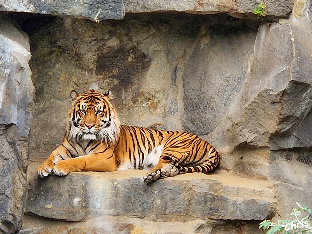 Tierpark Berlin - Sumatra-Tiger
Der Sumatra-Tiger ist die kleinste noch lebende Unterart des Tigers. Das eng gestreifte Fell und der markante Backenbart sind charakteristisch für diese Tiger, von denen in der Natur inzwischen weniger als 400 existieren. laut tierpark-berlin
Schlüsselwörter: Berlin