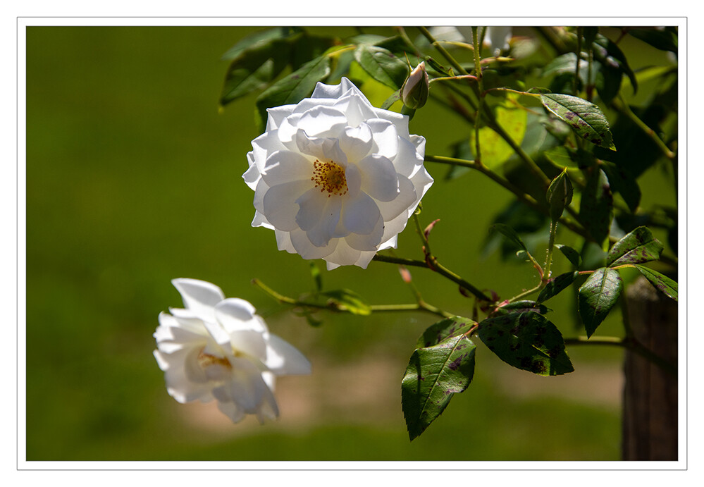 Rosen im leichten Gegenlicht
Die Rose wird seit der griechischen Antike als „Königin der Blumen“ bezeichnet. Rosen werden schon sehr lange (nach einigen Quellen schon seit mehr als 10 000 Jahren) als Zierpflanzen gezüchtet. lt. Wikipedia
Schlüsselwörter: 2024