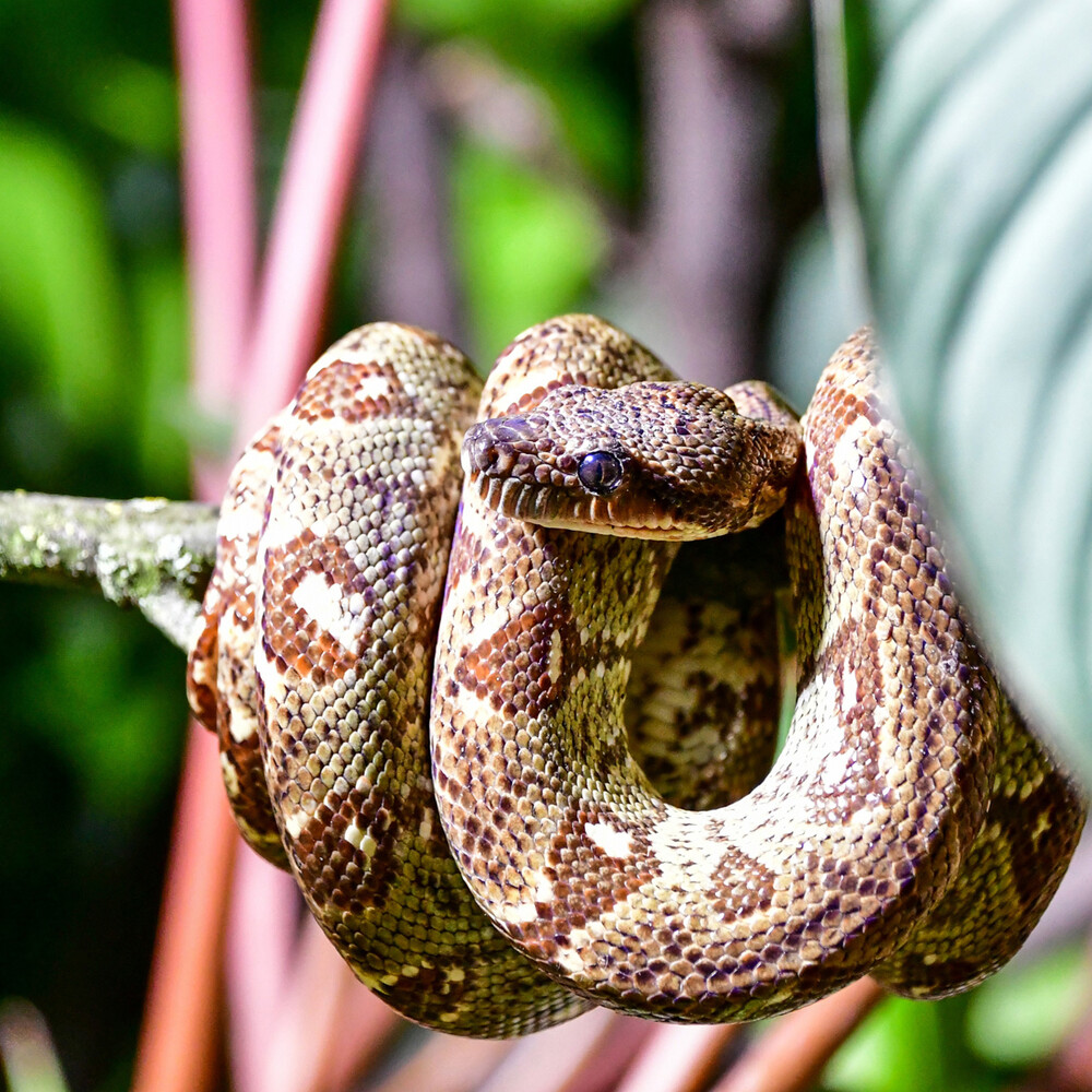 Terrazoo - Boa constrictor
Roland
Schlüsselwörter: 2024