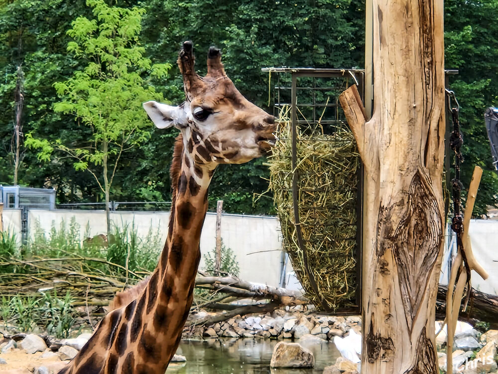 Tierpark Berlin - Giraffe
Ein wahrer Höhepunkt der neuen Tierpark-Savanne ist der 120 Meter lange Giraffenpfad: Hier werden die Gäste den bis zu fünf Meter hohen Grazien der Savanne zukünftig auf Augenhöhe begegnen können – wer sich traut, bahnt sich den Weg durch den Wald bis zu den Aussichtsplattformen über eine abenteuerliche Hängebrücke. laut tierpark-berlin
Schlüsselwörter: Berlin