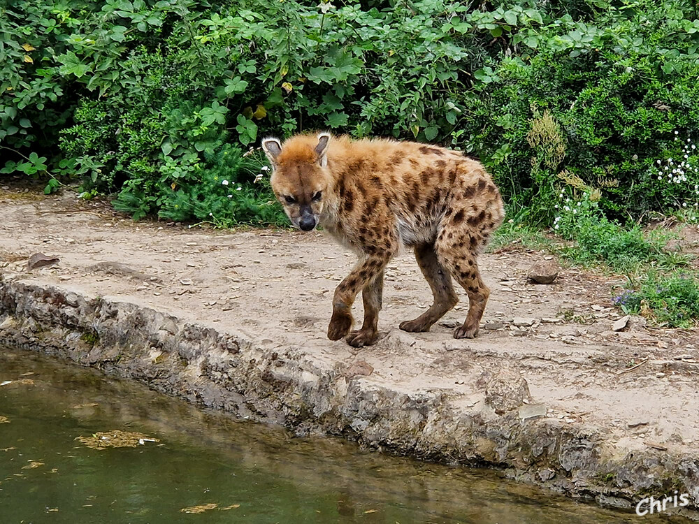 Tierpark Berlin - Tüpfelhyäne
Obwohl Hyänen auf den ersten Blick eher an Hunde erinnern, gehören sie wie Löwen, Leoparden und Tiger zu den katzenartigen Raubtieren. laut tierpark-berlin
Schlüsselwörter: Berlin