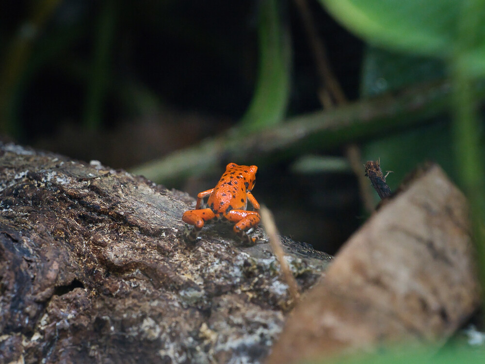 Terrazoo - Pfeilgiftfrosch (Erdbeerfrosch)
Gerd
Schlüsselwörter: 2024