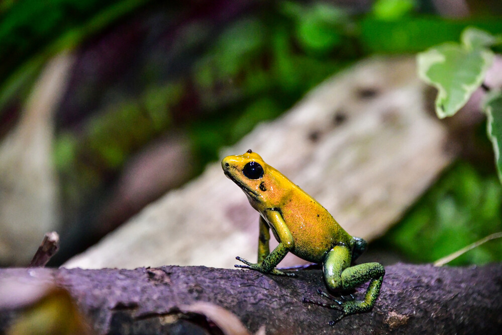 Terrazoo - Pfeilgiftfrosch
Roland
Schlüsselwörter: 2024