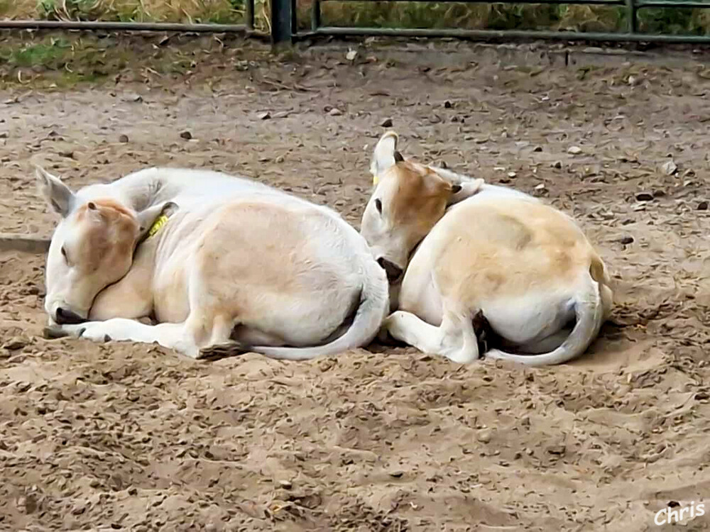 Tierpark Berlin - Mal ausruhen
Schlüsselwörter: Berlin