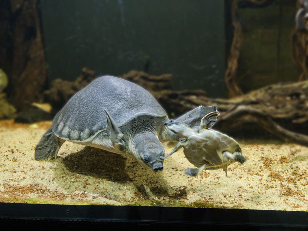 Terrazoo - Wasserschildkröten
Gerd
Schlüsselwörter: 2024