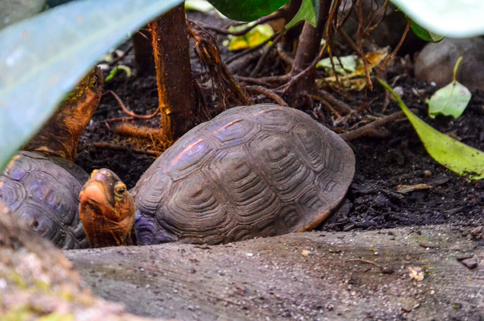 Terrazoo - Schildkröte
Perla
Schlüsselwörter: 2024