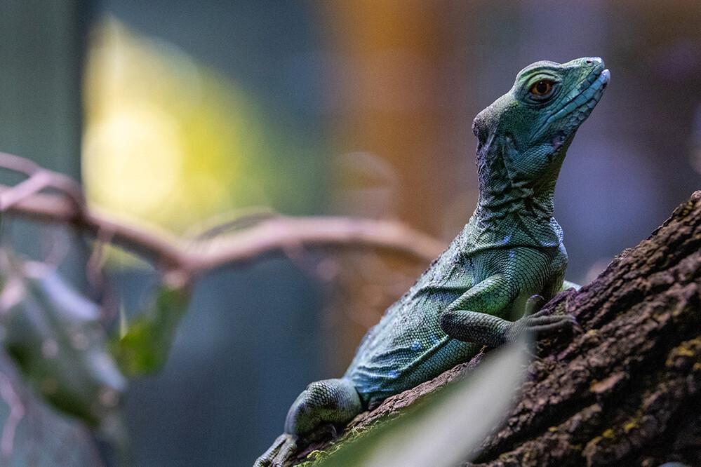 Terrazoo - Vorsichtig
Marianne
Schlüsselwörter: 2024