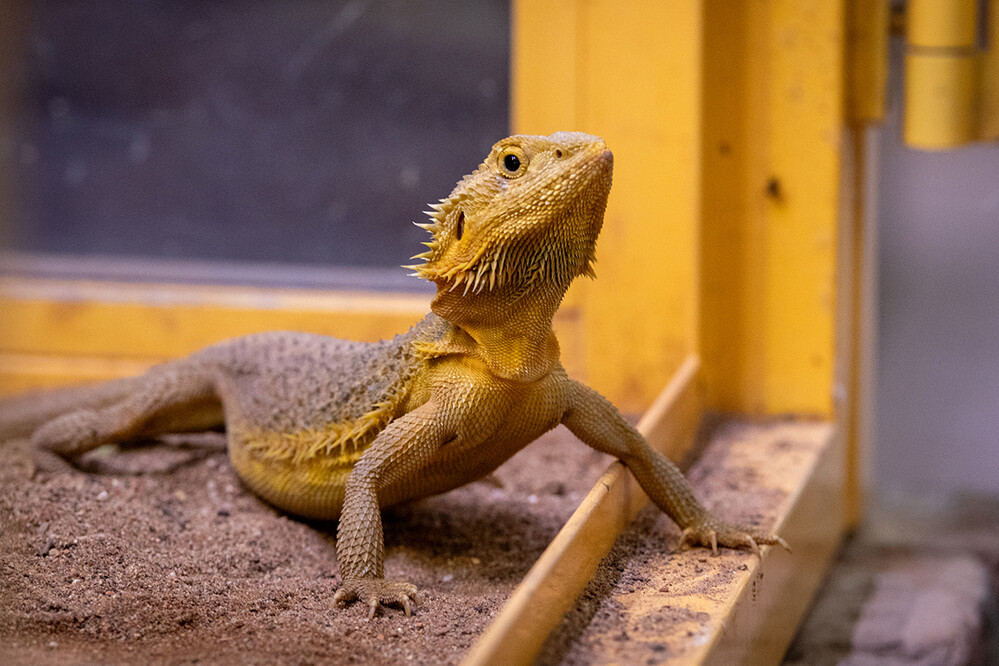 Terrazoo - Bartagame
Marianne
Schlüsselwörter: 2024