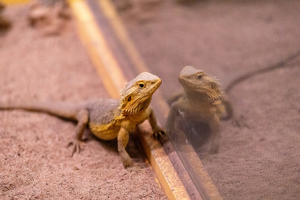 Terrazoo - Bartagame
Marianne
Schlüsselwörter: 2024