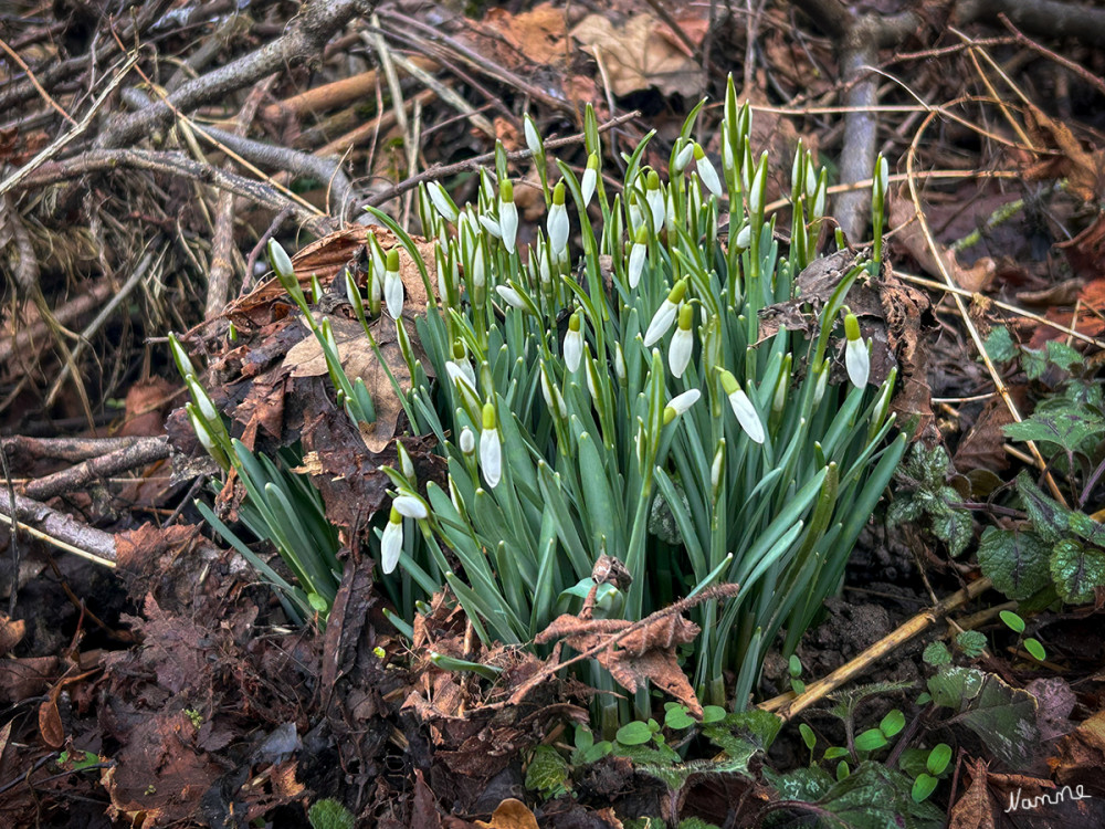 Die Schneeglöckchen sind bereit
Schneeglöckchen ist der allgemeine Name für etwa 20 Arten von Zwiebelgewächsen aus der Gattung Galanthus. Schneeglöckchen sind Blumenzwiebeln, die ihren Namen den weißen, tropfenförmigen Blüten verdanken, die bereits häufig erscheinen, auch wenn noch Schnee auf dem Boden liegt. Sie sind nämlich Vorfrühlingsblüher. So niedlich Schneeglöckchen auch aussehen, es sind starke, winterharte Blumenzwiebeln und können sogar keimen, wenn der Garten noch mit einer Schneeschicht bedeckt ist. lt.blumenzwiebelnversand
Schlüsselwörter: 2025