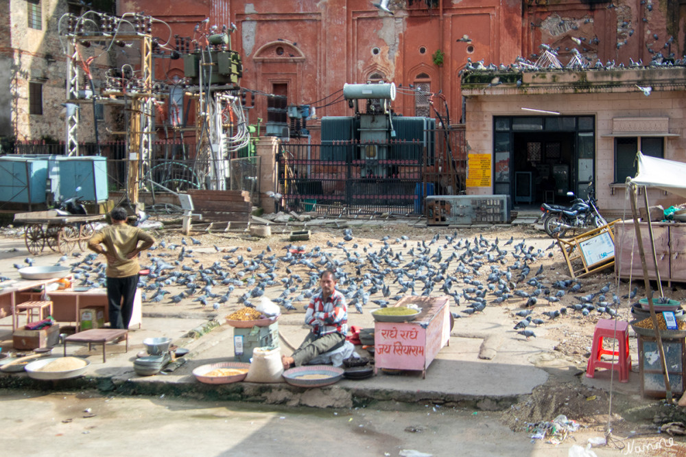 Jaipur Taubenfütterungsstelle
Auch die Tauben werden in Indien verehrt. Für manche Menschen ist das Füttern von Tauben ein religiöser Akt; andere glauben, dass es Glück und Reichtum bringt . Laut dem Historiker Sohail Hashmi ist das Füttern von Tauben im öffentlichen Raum ein neueres Phänomen.
Schlüsselwörter: 2024