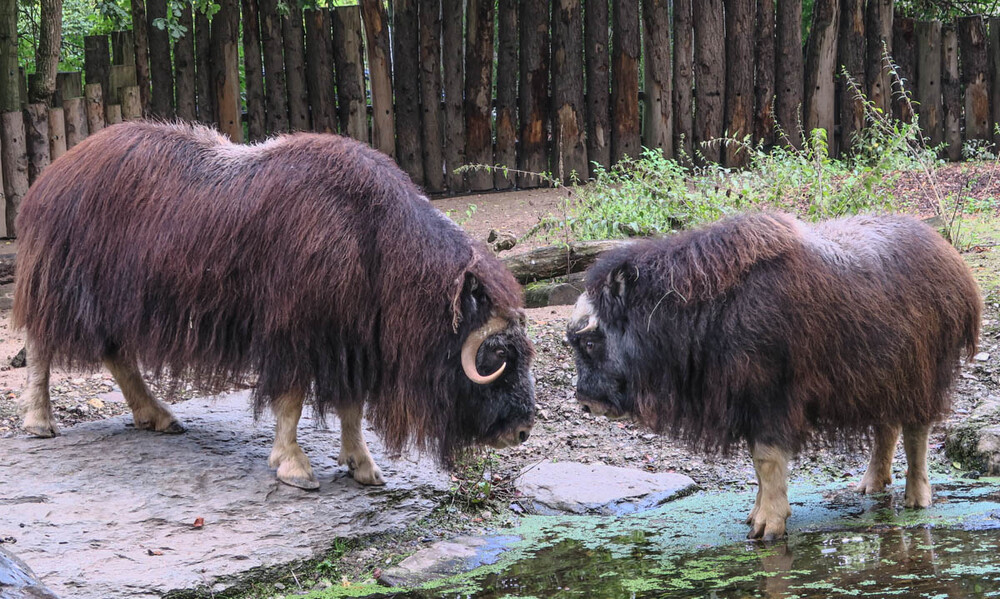 Tiere "Moschusochsen"
Zoo Krefeld
Verena
Schlüsselwörter: 2022