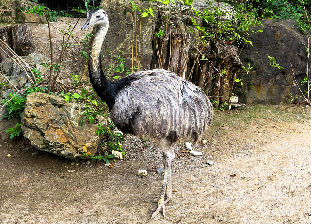 Tiere "Nandu"
Zoo Krefeld
Verena
Schlüsselwörter: 2022