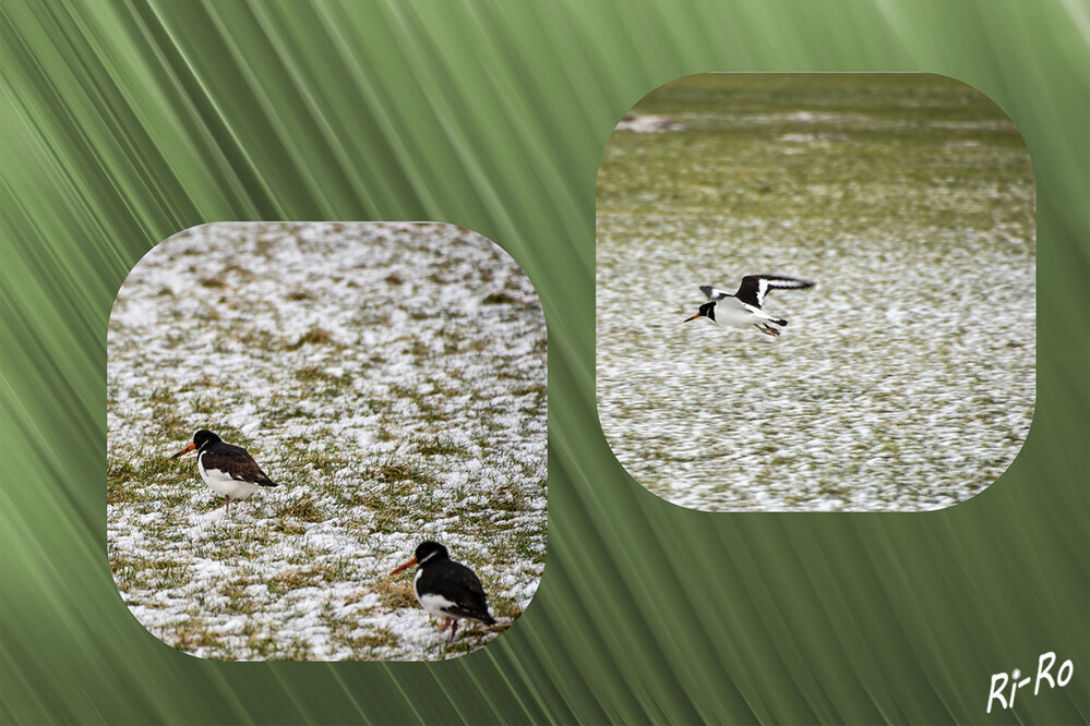 Auf Futtersuche
an den Küsten kann man den Austernfischer das ganze Jahr über beobachten. Im Winter gibt es zudem teilweise große Rastansammlungen. (nabu)
Schlüsselwörter: 2024