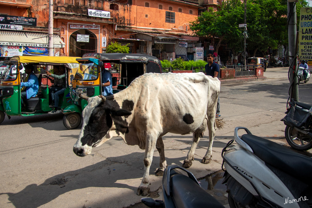 Jaipur Spaziergang durch die Straßen
Schlüsselwörter: 2024