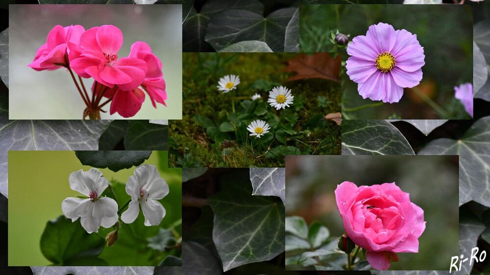 Blütenzauber
Ungewöhnlich ist, dass diese Blüten im November im Garten zu sehen sind.
