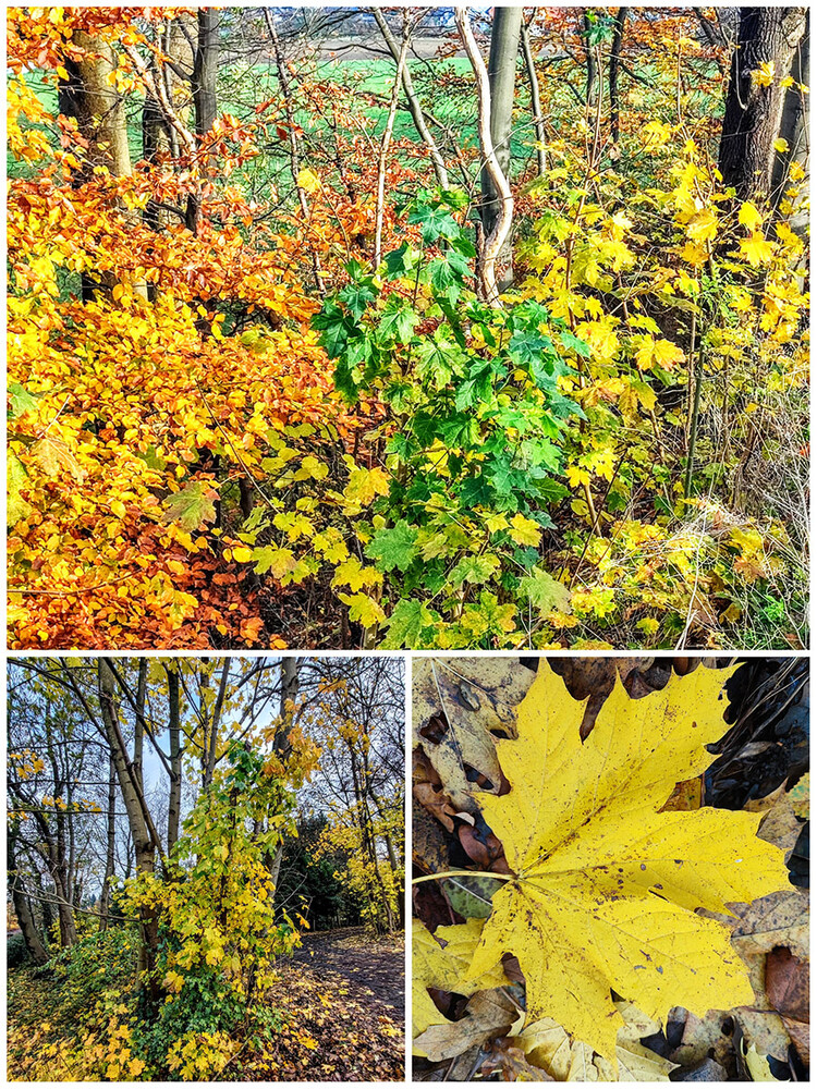 Collage "Herbst"
Manni
Schlüsselwörter: 2023