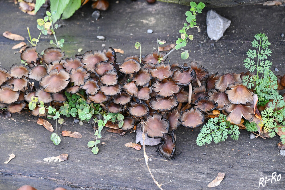 Glimmer-Tintling 
Tintlinge kommen auf nährstoffreichen Böden, Dunghaufen, Pflanzenresten, an vergrabenen Holz bisweilen auch auf Humus vor. In Europa gibt es ca. 100 Arten, die in 6 Sektionen gegliedert sind. (spektrum)
