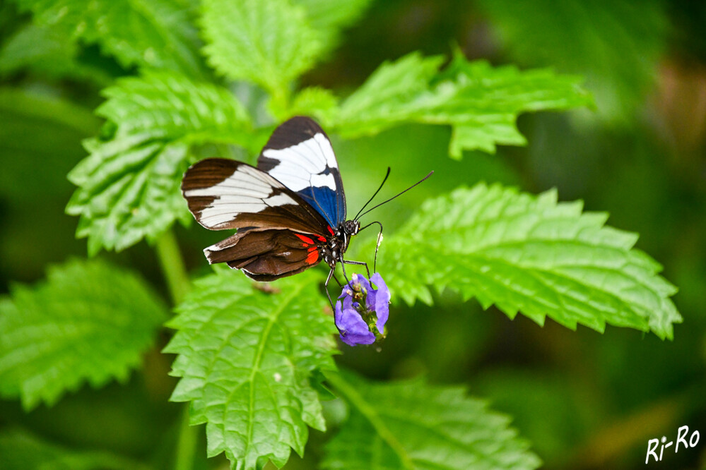 Blauer Passionsfalter
die Hinterflügel sind auf der Unterseite blauschwarz mit rötlichen Bändern. Die Flügelspannweite beträgt ca. 80 mm. Er ernährt sich von Pollen, die Raupen fressen an Passionsblumen. (insektenbox)
