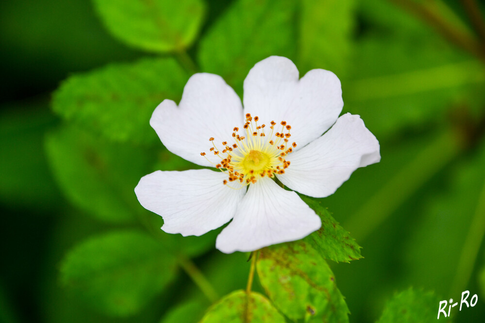 Weiße Rose
Wildrosen sind ihren gezüchteten Kollegen in vielem voraus: Die wilden Schönen betören durch ihren Duft, punkten durch ihre Robustheit u. bieten Tieren reichlich Nahrung. (nabu)
Schlüsselwörter: 2024