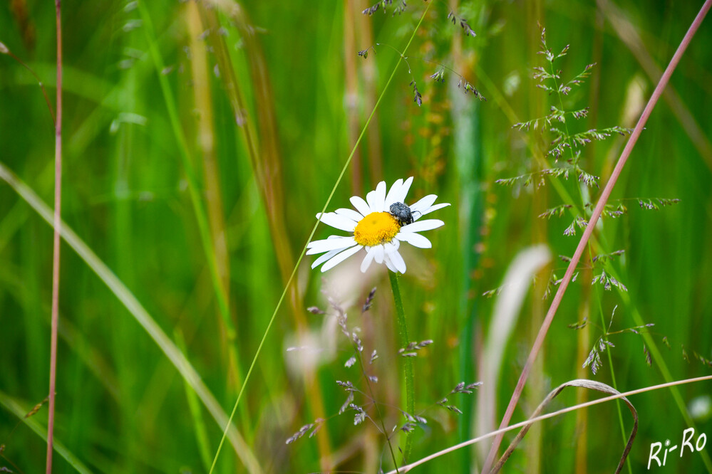 6 - Wildwiese u. Käfer
diese weisen eine sehr große Artenvielfalt auf. Blumen u. Kräuter können auf einer Magerwiese gedeihen. Das gilt allerdings nur, wenn man die Wiese weitestgehend in Ruhe lässt. (gartenjournal) Der Trauer-Rosenkäfer wird 8 bis 12 Millimeter lang. Sein Körper ist glänzend schwarz gefärbt u. hat neben einer struppigen, weißen Behaarung viele kleine weiße Flecken. (wikipedia)
Schlüsselwörter: 2024