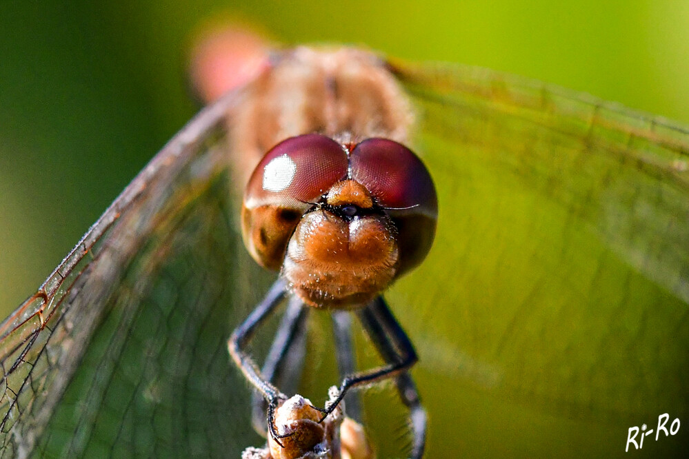 Passfoto
Libellen sind Räuber, die ihre Beutetiere aus dem Flug heraus fangen. Weltweit gibt es etwa 5680 bekannte Libellenarten. Einige können sogar rückwärts fliegen. (prosieben)
Schlüsselwörter: 2024