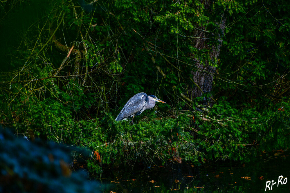 Geduckt
Die Familie der Reiher stellt die meisten einheimischen Schreitvögel. Sie haben einen langen, dolchförmigen Schnabel, lange Beine u. die Hauptnahrung sind Wassertiere. Die meisten Arten sind Koloniebrüter. (unter-geiern).

