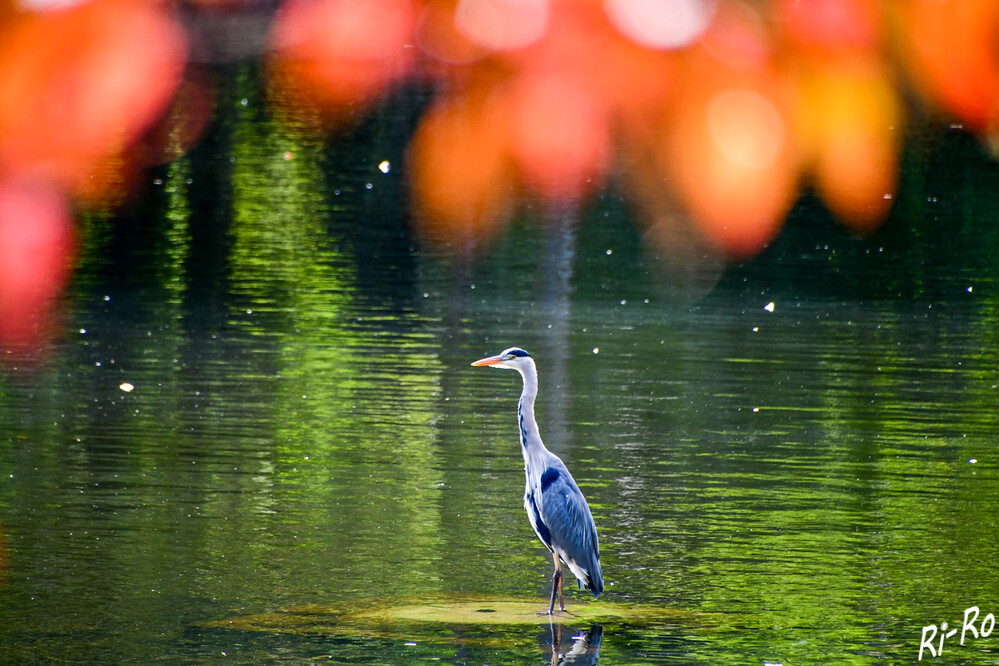 Angestrahlt
von der Herbstsonne steht der Reiher im See.
Altvögel haben eine weiße Stirn. Der lange, weiße Hals hat einen schwarzen Streifen u.
der spitze Schnabel ist dolchartig geformt. (unter-geiern).
