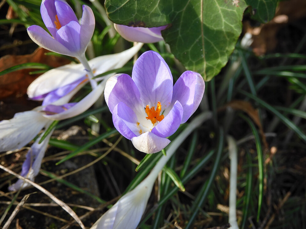 Februarfoto „Aufgeblüht“
Perla
Schlüsselwörter: 2022