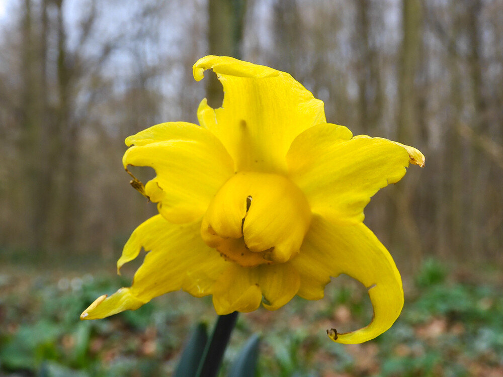 Februarfoto „Erste Narzisse“
Perla
Schlüsselwörter: 2022