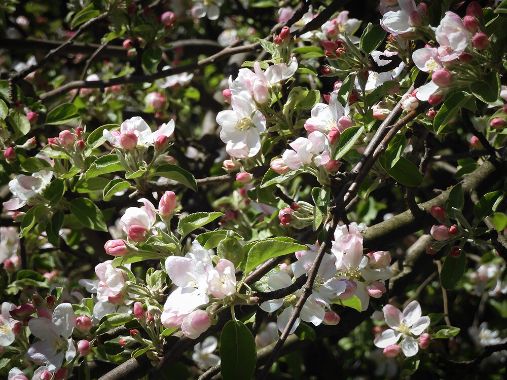 Farbenfroh " Apfelblüten"
Perla
Schlüsselwörter: 2022