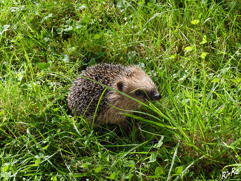 Igel
sind Säugetiere, deren Leibspeise Insekten sind. Auf der ganzen Welt gibt es 24 verschiedene Arten. (GEO)

 
