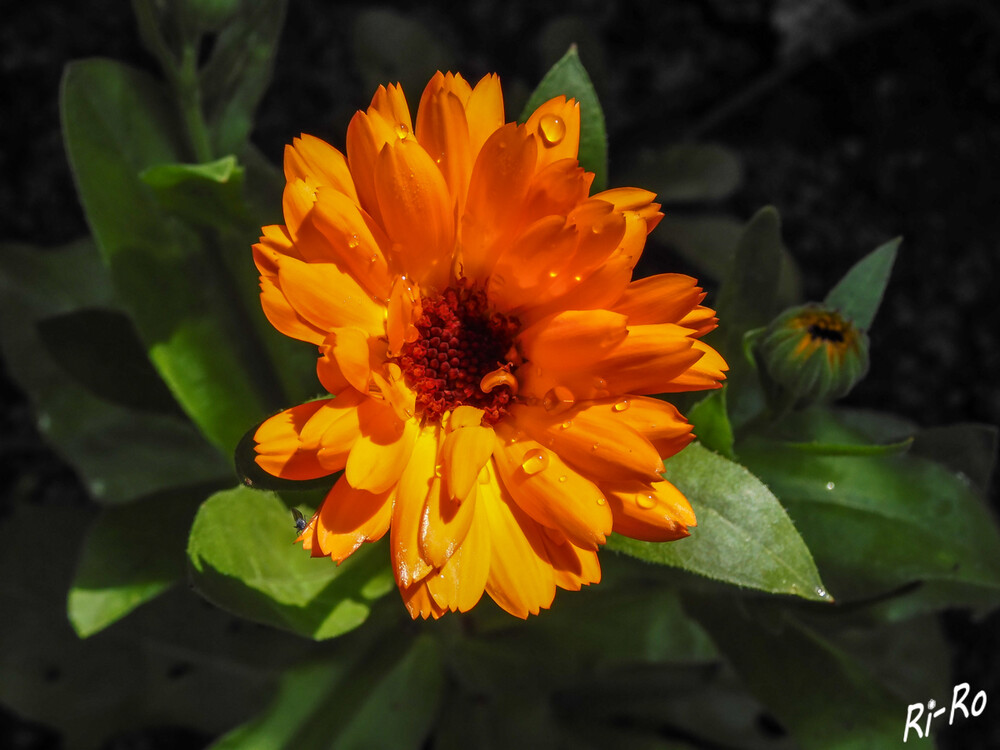 Regentropfen
Die Ringelblume vertreibt sowohl Fadenwürmer als auch Schnecken u. ist als Gründüngung geeignet. (ihrgartenberater)
Schlüsselwörter: 2024