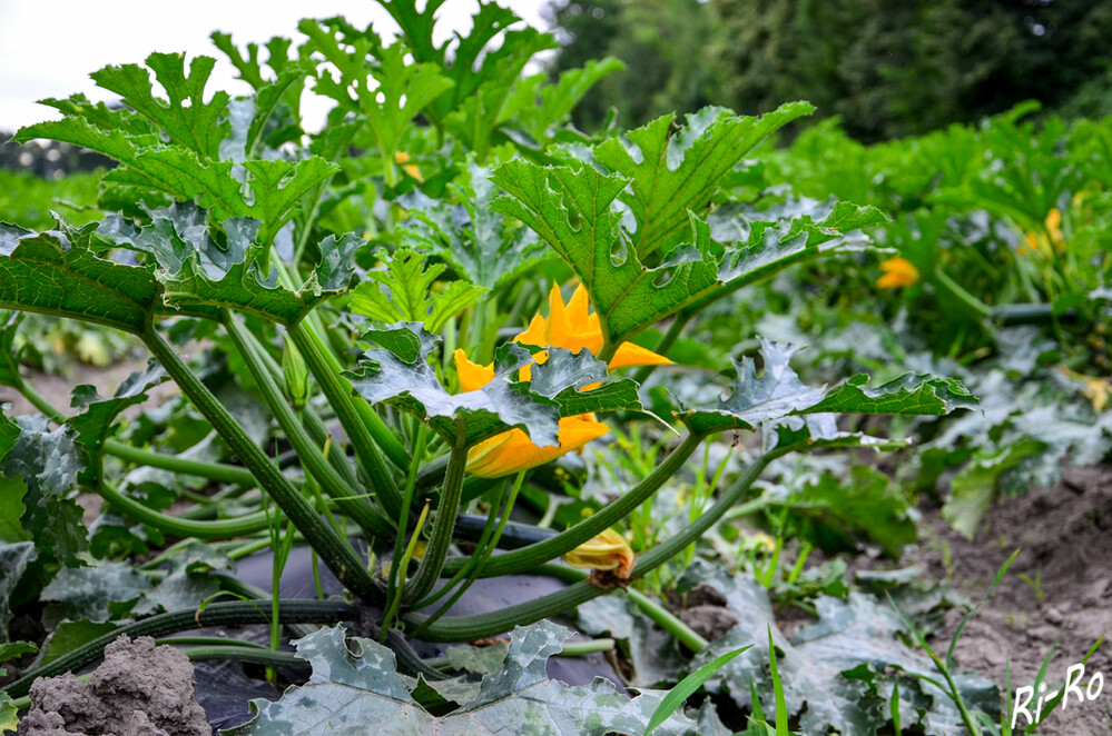 Auf dem Feld
Zucchini sind eine Zuchtform des ursprünglich in Amerika beheimateten u. zu den ältesten Kulturpflanzen der Menschheit zählenden Kürbisses. (wikipedia)
